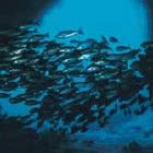 FILTRO PESCE PROIETTORI 5263 Ø160 product photo